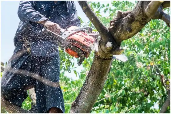 tree services Fletcher